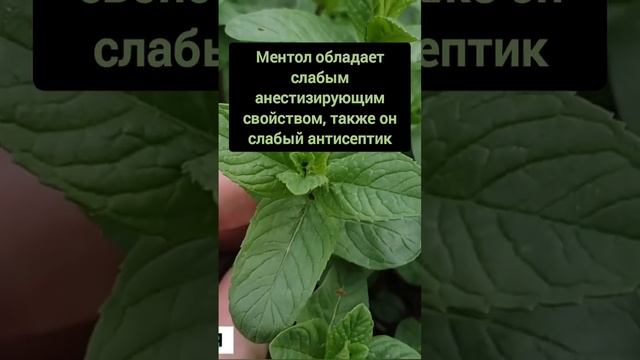 Свойства ментола