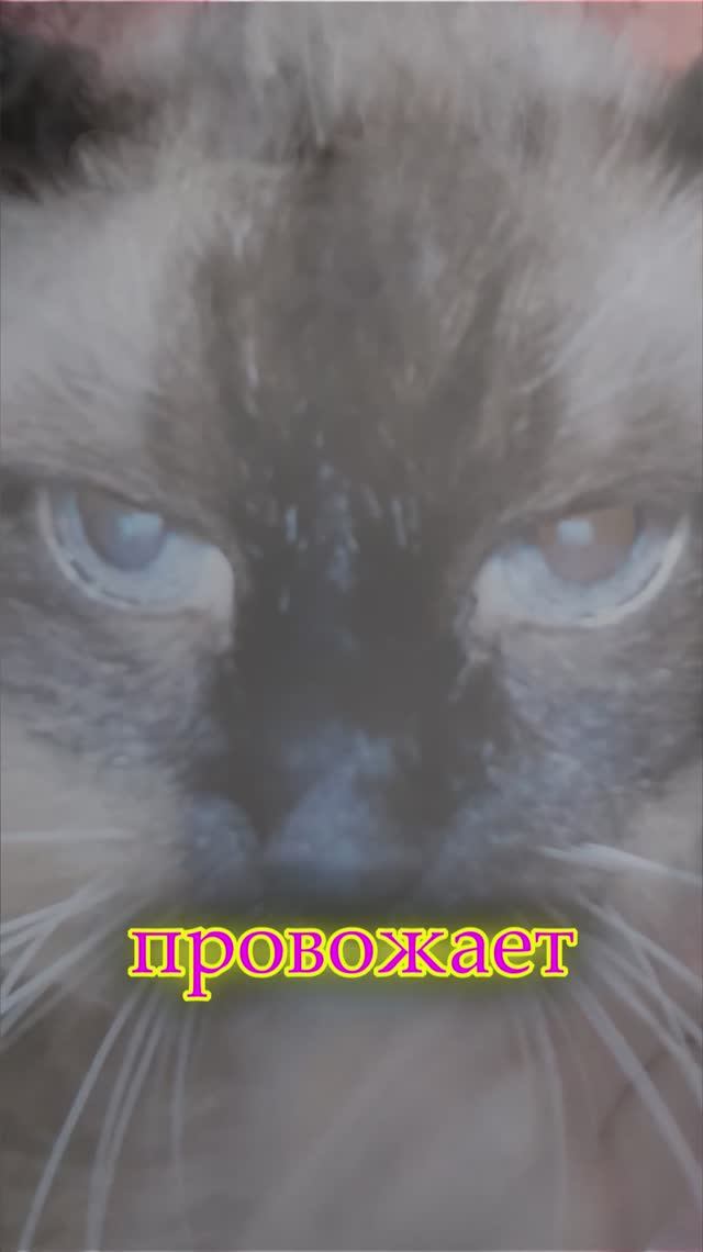 Песня Survivor - Eye Of The Tiger НА РУССКОМ!