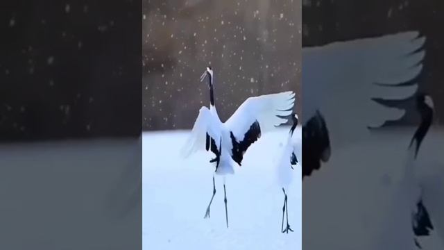 Удивительный мир.