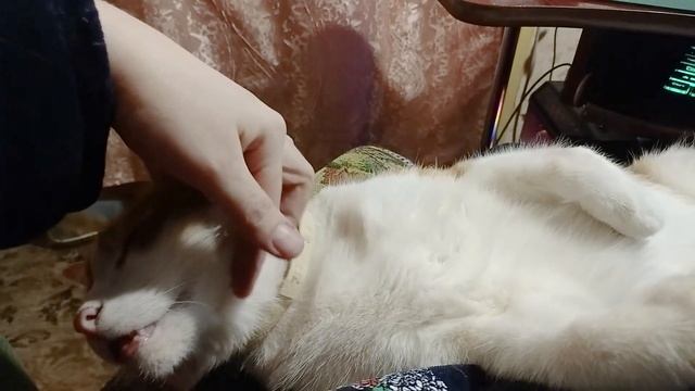Кот смотрит видео для кошек - С днем кошек!
