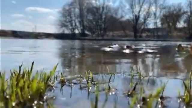 Армейская песня Сержант!