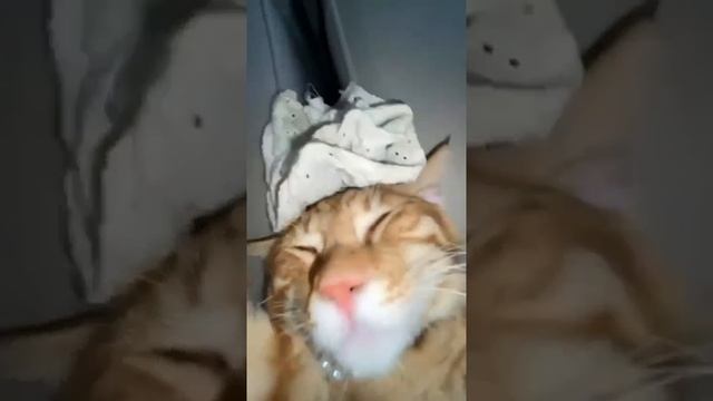 Мы в ВК https://vk.com/life_of_cats