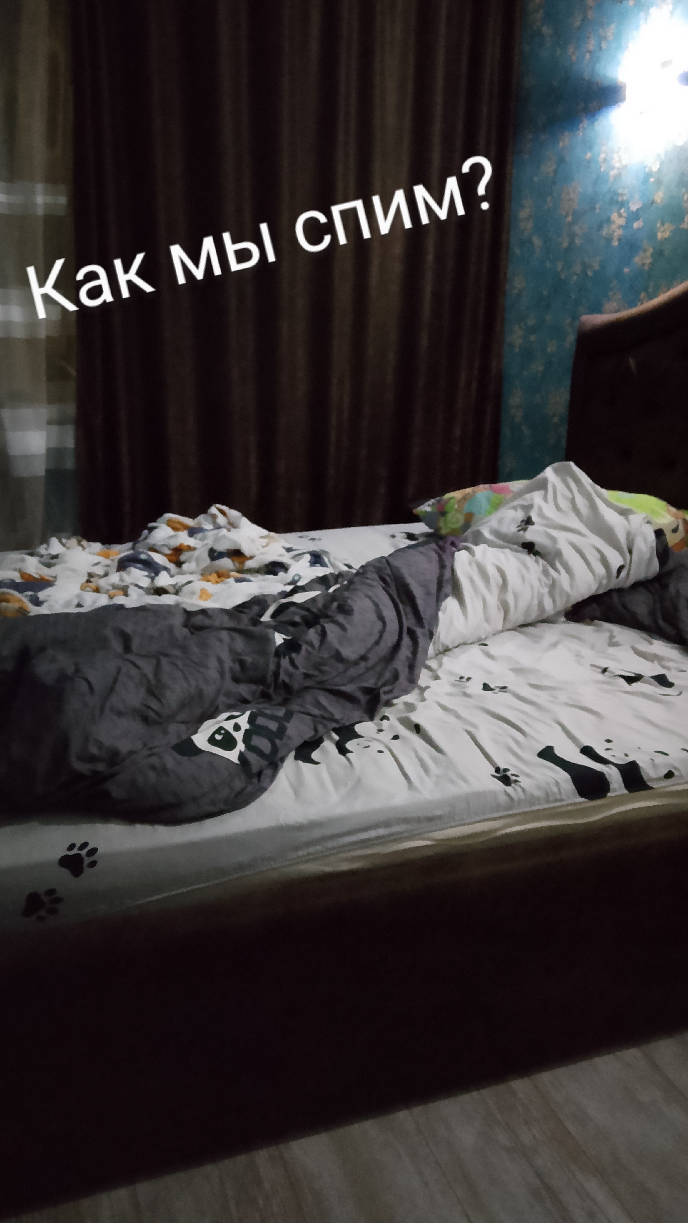 как я сплю с собакой