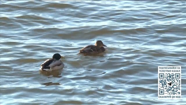 Экологическая акция «Синичкин день» проходит в Вологодской области