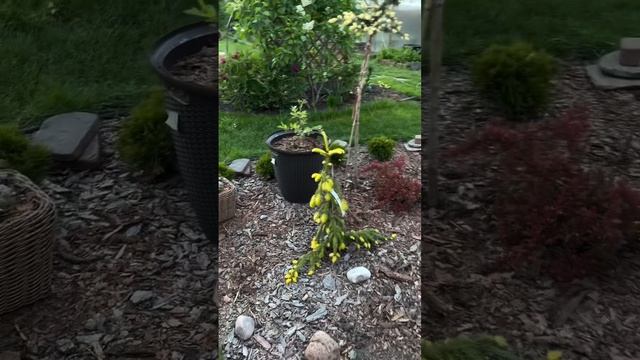 Ель Filip’s Spring Sensation в саду Ирины Масловой