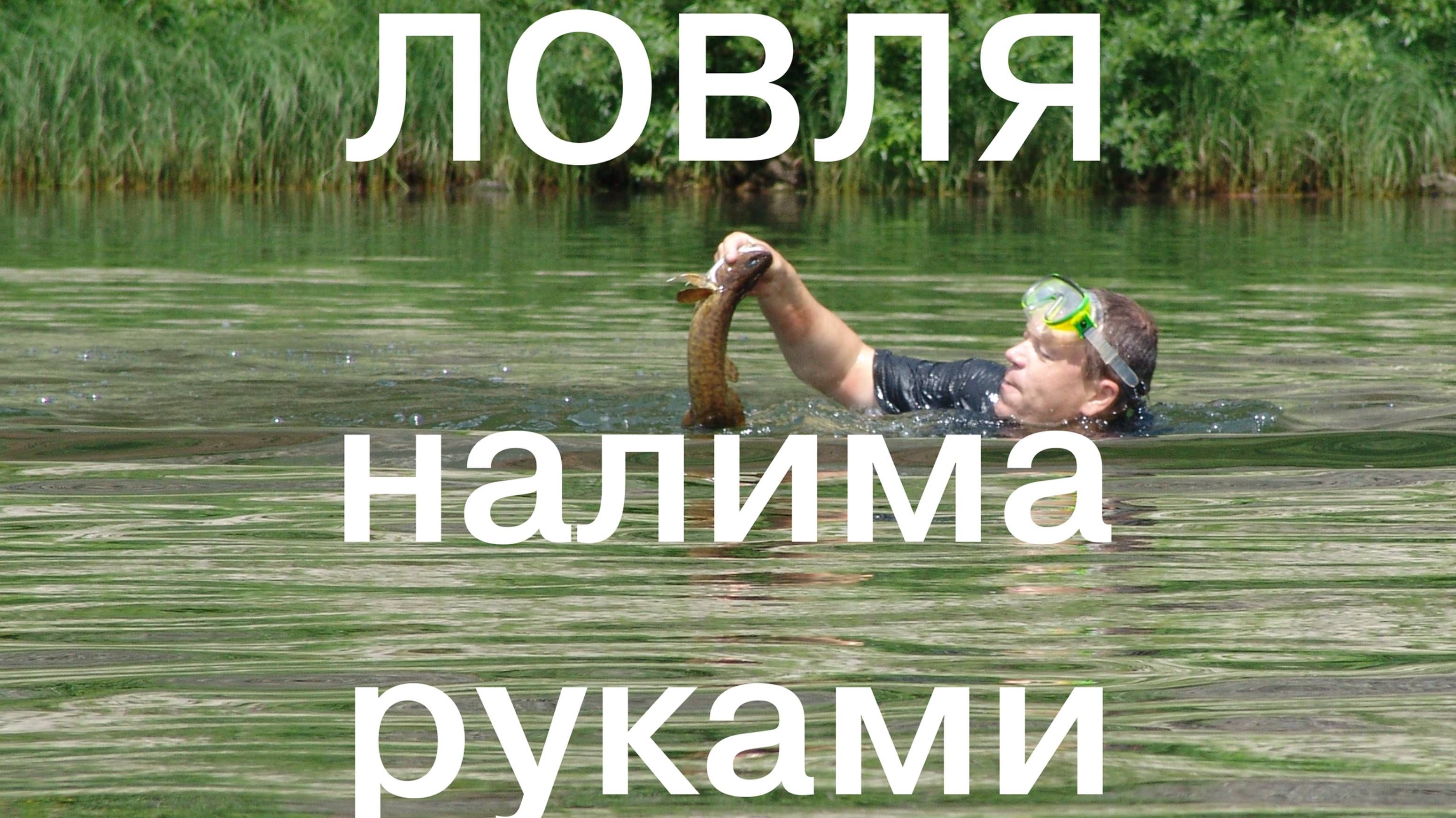 Ловля налима руками