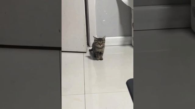 petal_20241112_110759.mp4