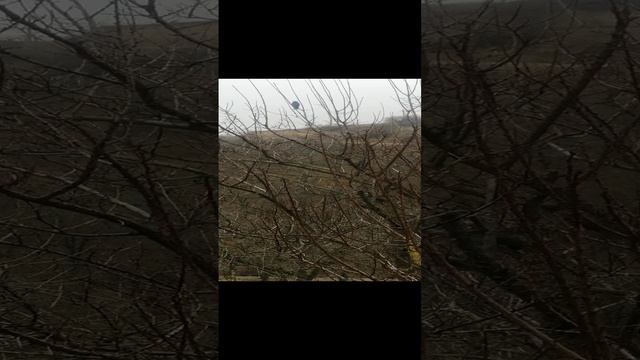 Красиво поют соловьи, приятно слушать пение птиц, успакаивают нервы
