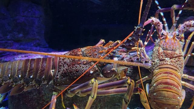 18900286-uhd_3840_2160_25fps