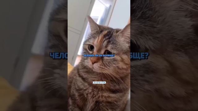 Откуда появляются бездомные кошки?