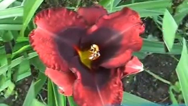 лилейник daylily BROADWAY LAST MOHICAN.mpg