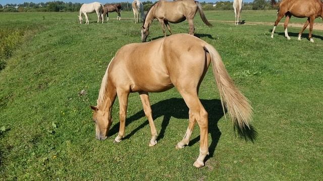 Продаётся ахалтекинский жеребец. Akhal-Teke horses for sale.
Тел/Whats app +7-916-403-90-33