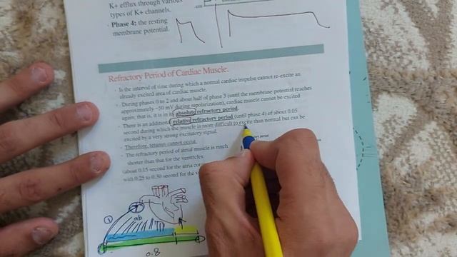 Lec 4 Muscles & Review 🫰🔥