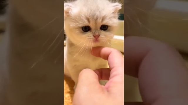 Мы в ВК https://vk.com/life_of_cats