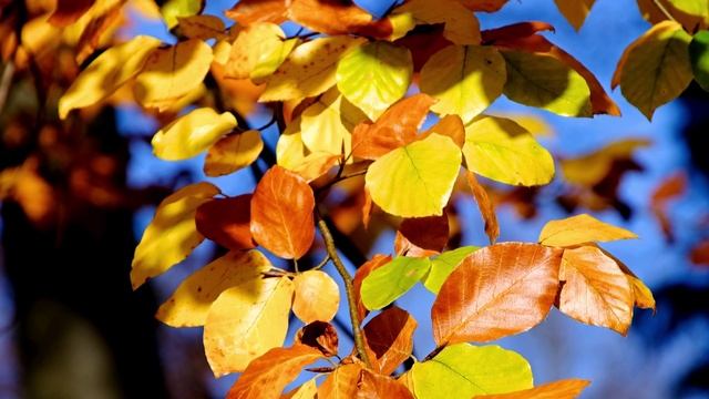 12624161_1920_1080_30fps