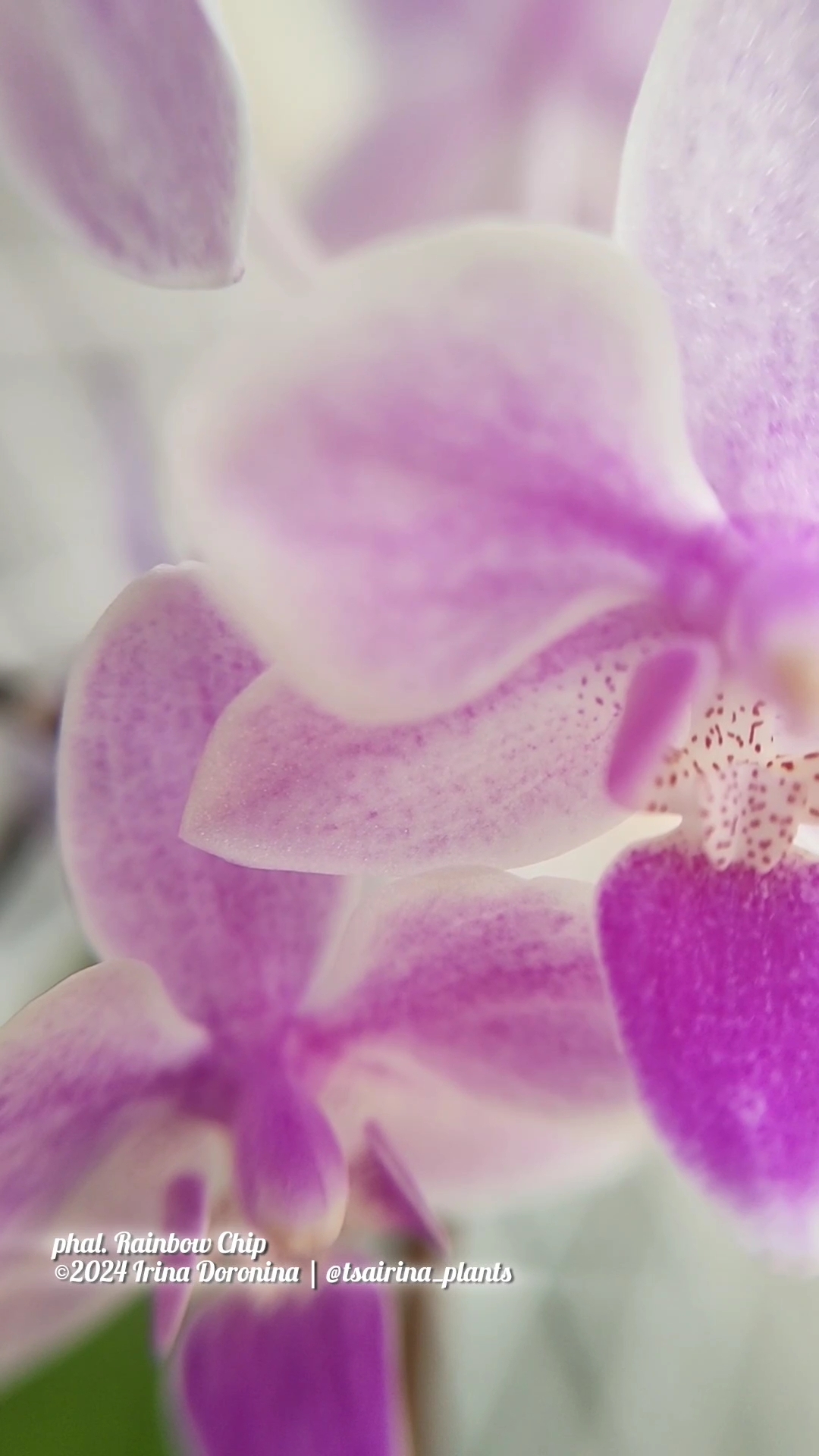 phal. Rainbow Chip