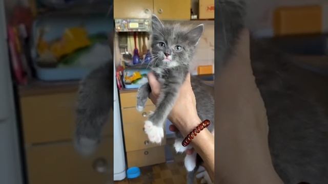 Котенок ищет дом ♥️