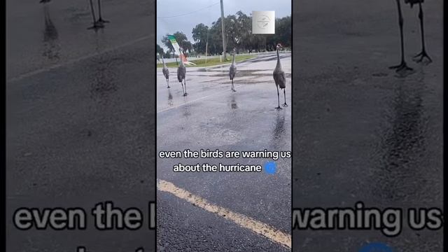 Атмосферное, мрачное видео с тремя птицами в последствии урагана во Флориде.