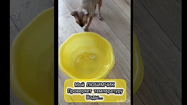 ШУСТРЫЙ МАЛЫЙ КОТИК 😲😄👍💪💋