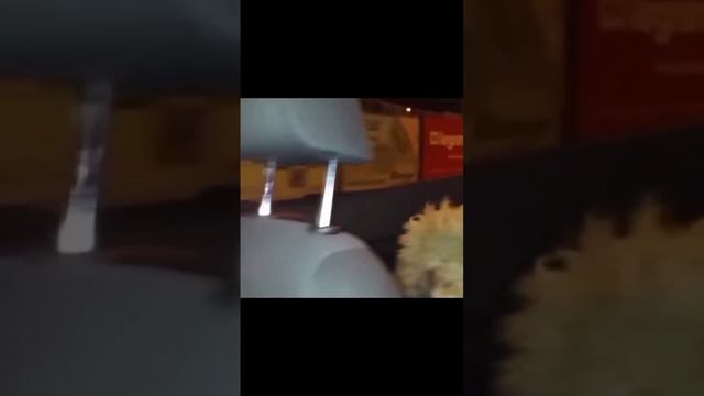 scene_output.mp4