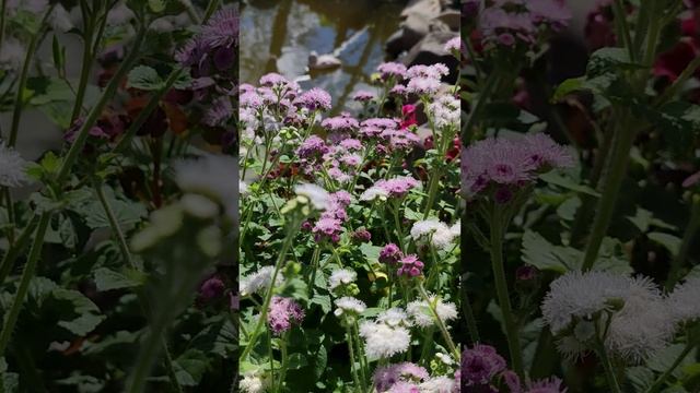 Агератум - Розовый шар