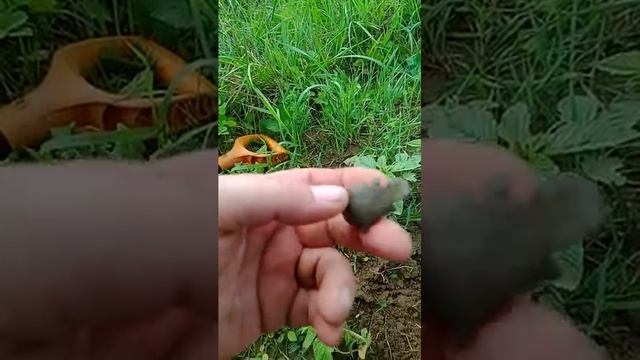 Печальная находка