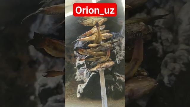 ШАШЛИК