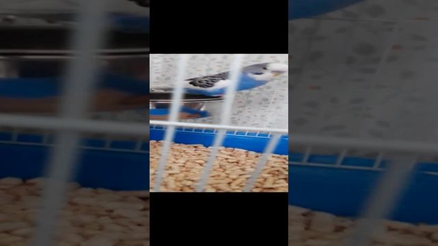 Попугайчик Кеша