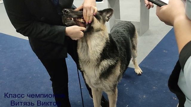 Класс рабочий и класс чемпионов_ Гималай и Виктор