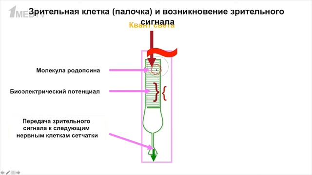 Авторская программа «Медицина в контексте». Тема: «Молекулярная физиология зрения» (Часть 1)