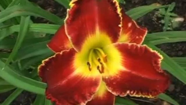 Лилейник daylily GREAT BALLS OF FIRE