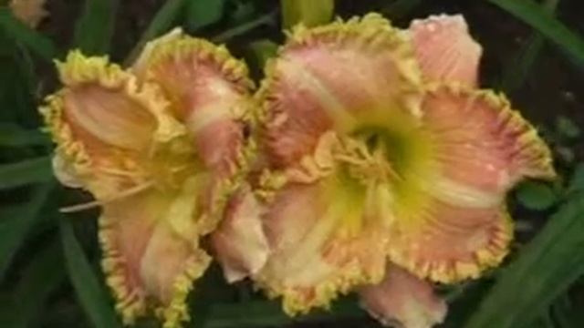 Лилейник daylily SPACECOAST LUNATIC FRINGE