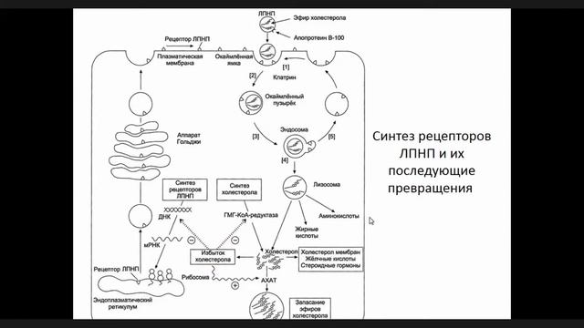 Лекция Биохимия 4. Паталогия обмена липидов