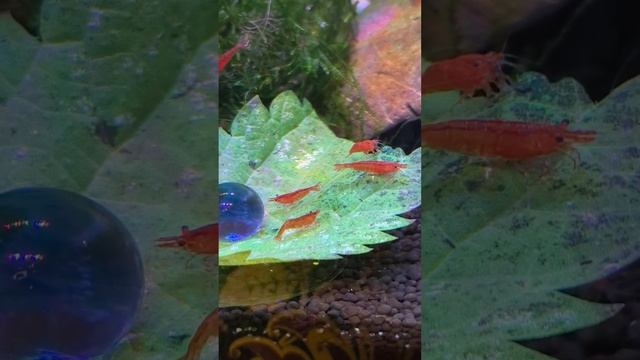 Креветки Черри и кровавая Мэри