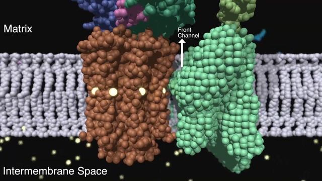 ATP synthase: Structure and Function