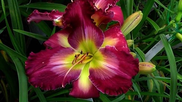 Лилейник MOON FLOWER