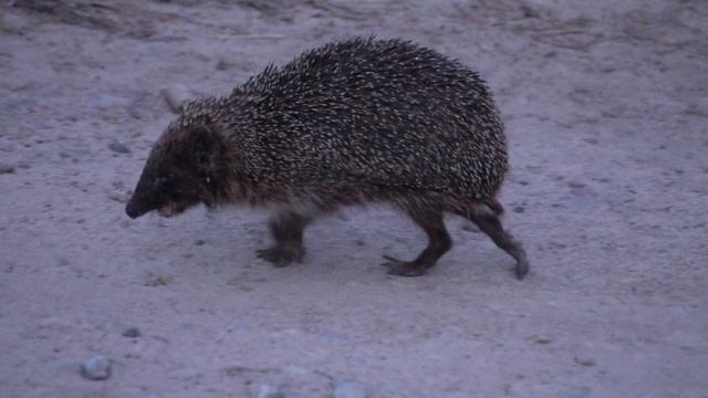 9334660-hd_1920_1080_30fps