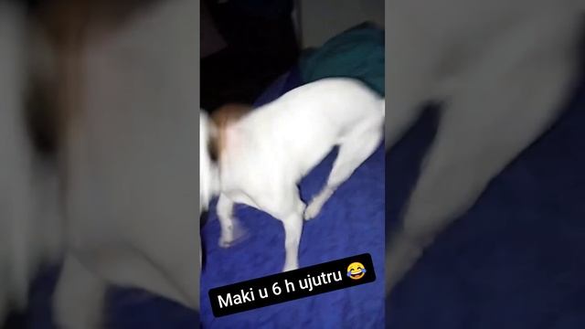 Maki u 6 ujutru