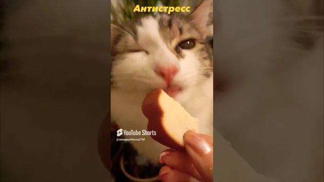 Сыр любят все! ✊