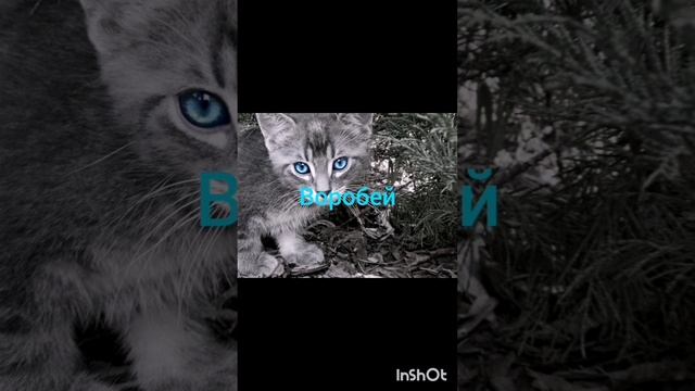 Коты воители в ряльной жизни