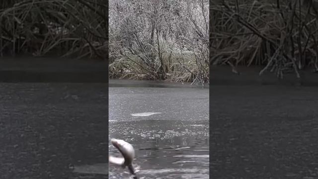 Подледная рыбалка!!! НАЧАЛО🎣🐬