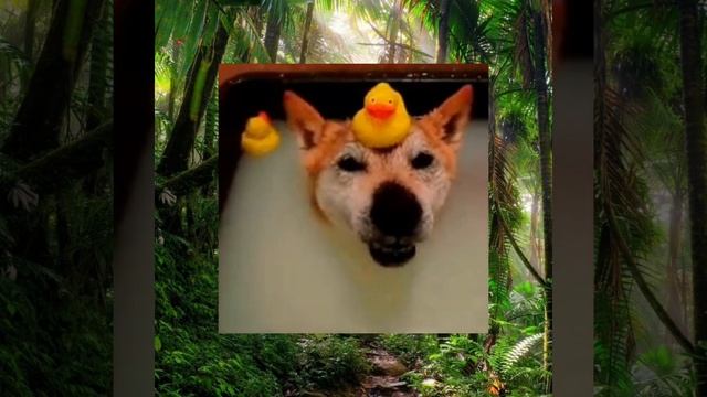 Юмор