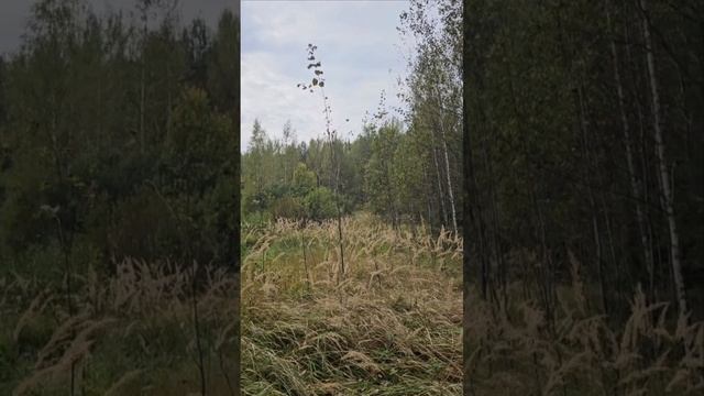 осень 🍂 живописные панорамы