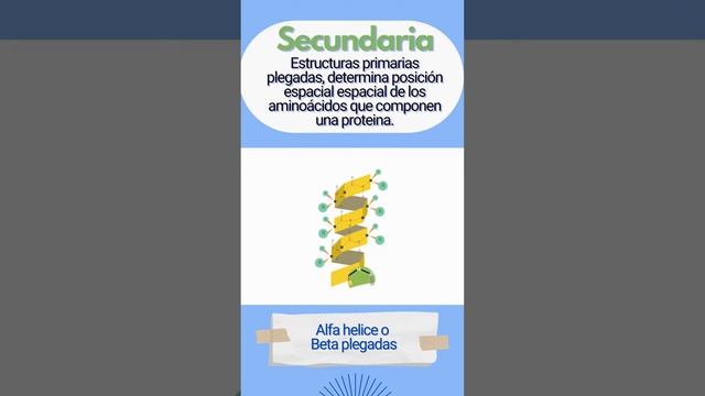 ¿Cúal es la estructura de las proteínas? #ciencia #bioquimica #chemistry