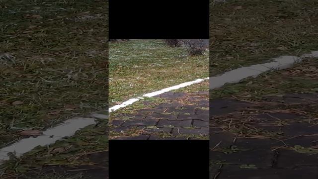 Как отличить сосну от кедра.