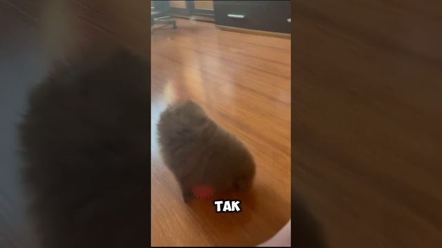 1000019347.mp4