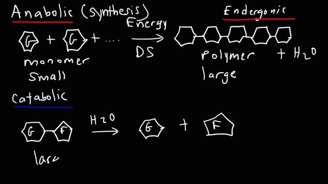 Metabolism, Anabolism, & Catabolism - Anabolic vs Catabolic Reactions