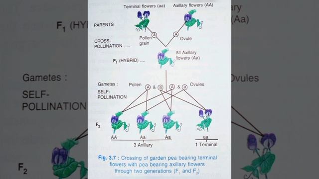 Dominant & Recessive trait of character, criss cross inheritance, cross pollination #biology