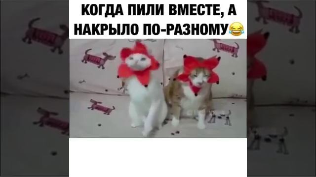 Когда  пили вместе, а накрыло по разному.