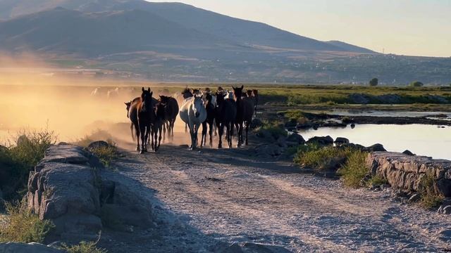 18359505-hd_1920_1080_30fps